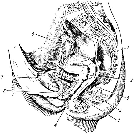 . 5.     . 1 -  ; 2 -  ; 3- ; 4 -   ; 5 -  ;  -  ; 7 -  ; 8 -  ; 9 -  