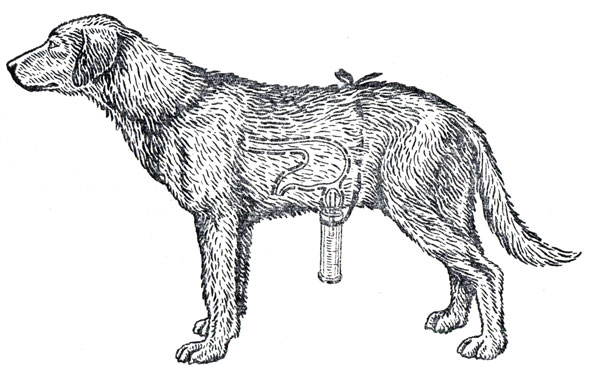 Рис. 51. Собака с изолированным маленьким желудочком (по И. П. Павлову)