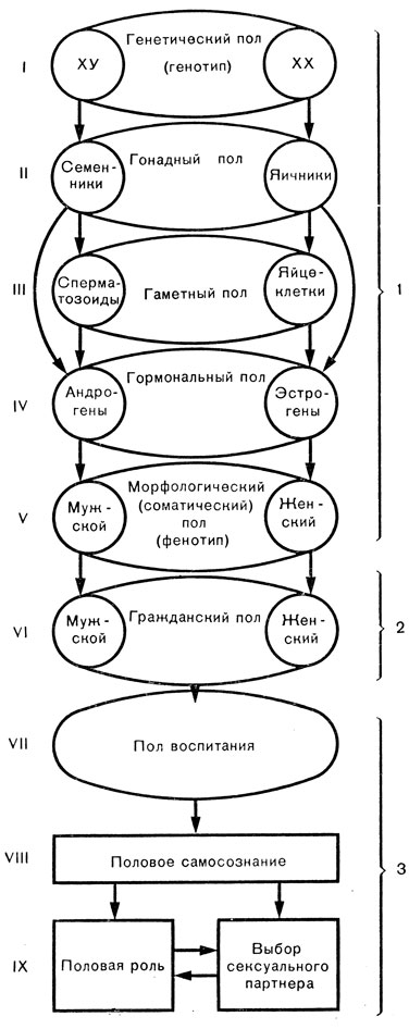 . 2.    . 1 -    ; 2 -  ( ) ; 3 - - 