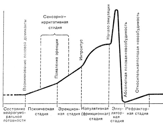 Рис. 4. Типовая кривая копулятивного цикла мужчины