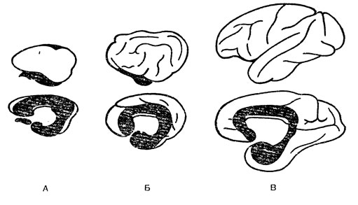 . 14.   ,      .   ,  ,   ,  -  [Mac Lean, 1965].  - ;  - ;  - 