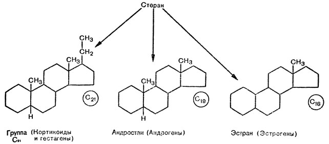 Рис. 16. Три основных (материнских) соединения: эстран (18 атомов углерода), из которого образуются эстрогены; андростан (19 атомов углерода), на основе которого образуются андрогены; группа C21 (21 атом углерода) - основа образования кортикоидов и гестагенов