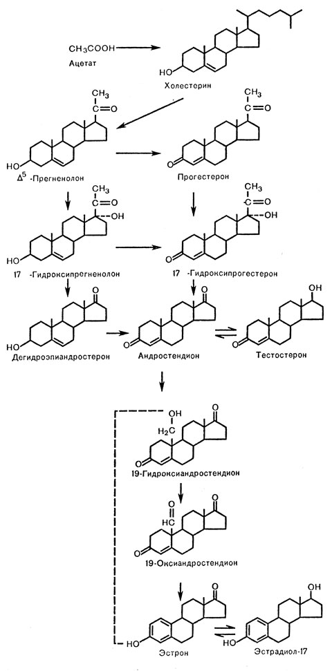 Рис. 17. Биосинтез андрогенов и эстрогенов [Williams R., 1974]. Пунктиром выделено образование природных эстрогенов в ткани яичников