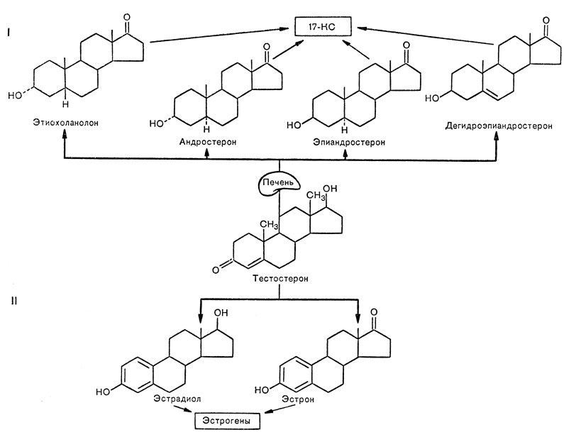 Рис. 18. Катаболизм тестостерона в организме. I - превращение в неактивные соединения, выделяемые с мочой как 17-КС (дегидроэпиандростерон - из тестостерона надпочечникового происхождения, этиохоланолон, андростерон и эпиандростерон - из тестостерона, образовавшегося в семенниках); II - инактивация тестостерона путем синтеза эстрогенов [Teter Е., 1968]