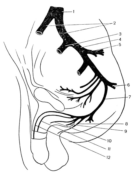 . 44.   . 1 -  ; 2 -    (  ); 3 -   ; 4 -   ; 5 -   ; 6 -   ; 7 -   ; 8 -  ; 9 -    ; 10- ; 11-   ; 12-   .