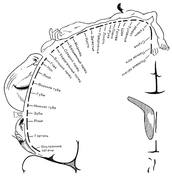 Рис. 47. Представительство различных частей тела в соматосенсорной зоне коры головного мозга [Penfield W., 1958]