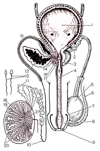 Рис. 1. Мужские половые органы (схема). 1 - мочевой пузырь; 2 - семенной пузырек; 3 - мембранозная часть уретры; 4 - железа Литтре; 5 - яички; 6 - мошонка; 7 - венчик; 8 - головка члена; 9 - наружное отверстие уретры; 10 - хвост придатка; 11 - головка придатка; 12 - спермин (увеличены); 13 - семенной пузырек (продольный разрез); 14 - предстательная железа; 15 - семявыносящий проток; 16 - семявыбрасывающий проток; 17 - семенной бугорок; 18 - белочная оболочка; 19 - извитые канальцы; 20 - долька; 21 - средостение яичка