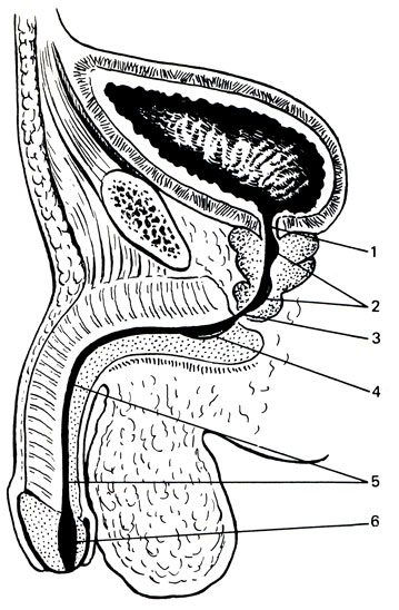 Рис. 2. Мочеиспускательный канал. 1 - внутрипузырный от дел; 2 - предстательный отдел; 3 - перепончатый отдел; 4 - луковичный отдел; 5 - губчатый отдел; 6 - ладьевидная ямка