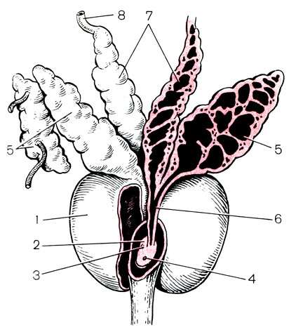 Рис. 3. Предстательная железа, семенные пузырьки и семя вы носящие протоки. 1 -предстательная железа; 2 - семенной бугорок; 3 - отверстие семявыбрасывающего протока; 4 - отверстие маточки; 5 - семенные пузырьки; 6 - семявыбрасывающий проток; 7 - ампула семявыносящего протока; 8 - семявыносящий проток