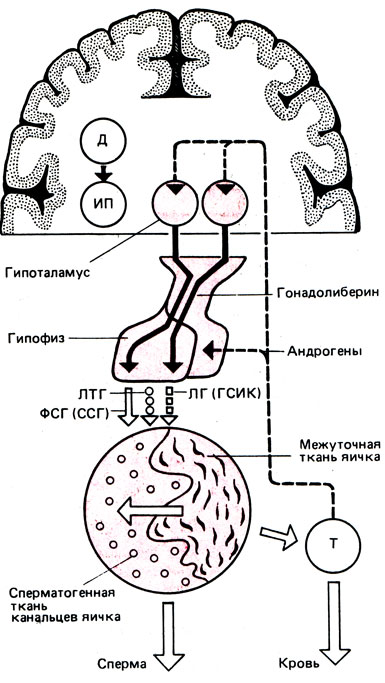 Рис. 5. Регуляция функции яичек. Д - дофамин; ИП - ингибитор пролактина; Т - тестостерон