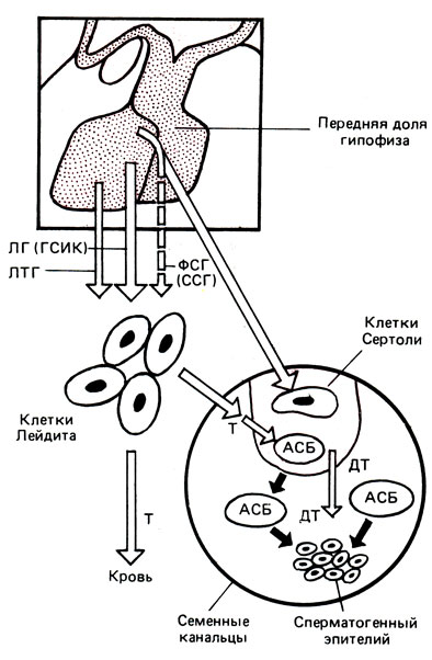 Рис. 6. Регуляция сперматогенеза. Т - тестостерон; ДТ - дигидротестостерон; АСБ - андрогенсвязывающий белок