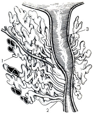 Рис. 20. Предстательная железа с предстательным отделом мочеиспускательного канала на разрезе. 1 - ацинусы; 2 - их выводные протоки; 3 - предстательный отдел мочеиспускательного канала