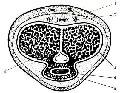 Рис. 55. Схема губчато-пещеристого анастомоза. 1 - тыльная вена; 2 - артерия; 3 - пещеристое тело; 4 - губчатое тело мочеиспускательного канала; 5 - мочеиспускательный канал; 6 - белочная оболочка пещеристого тела