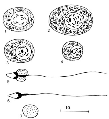 Рис. 74. Клетки сперматогенеза. 1 - сперматогония; 2 - сперматоцит; 3 - пресперматида; 4 - сперматида; 5 - сперматозоон с цитоллазматической каплей; 6 - спермин; 7 - цитоплазматическая капля
