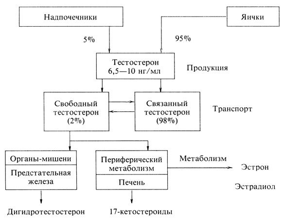 Схема. Распределение тестостерона в организме