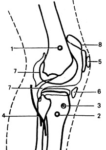 . 1.      : 1 -        ; 2 -         ( 2      1,5-2        ); 3 -     '   '; 4 - n. peroneus communis; 5 - bursa praepatellaris; 6 - bursa infrapatellaris; 7 - cavum articu-laris; 8 - bursa suprapatellaris