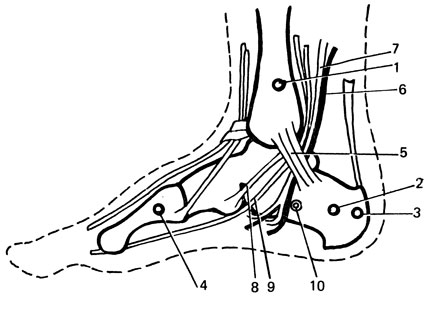. 2.                . 1 -        ; 2 -          ; 3 -        ; 4 -      ; 5 - lig. laciniatum; 6 - n. tibialis; 7 - a. u. v. tibialis post.; 8 - tendo m. tibialis post.; 9 - tendo m. flexoris digitorum longi; 10 -            (' 4-5     ')